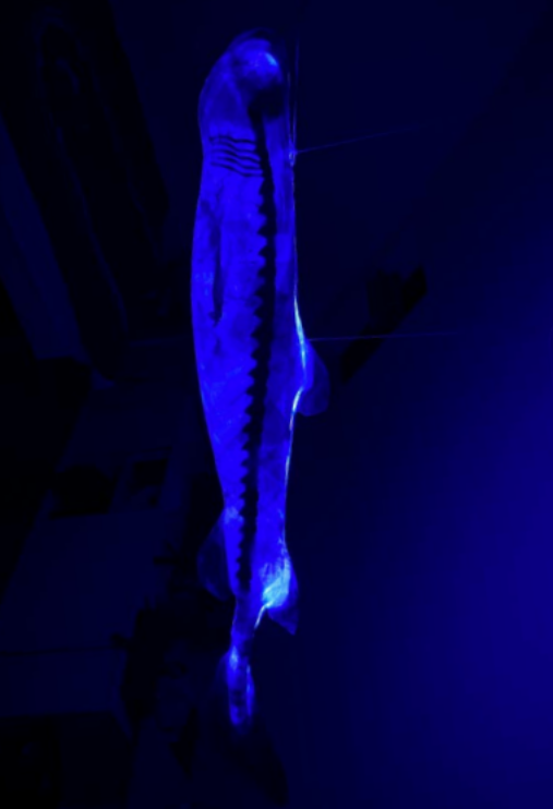 Photo luminaire Contre illumination